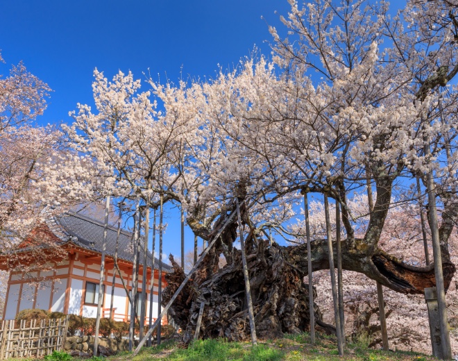 桜の写真